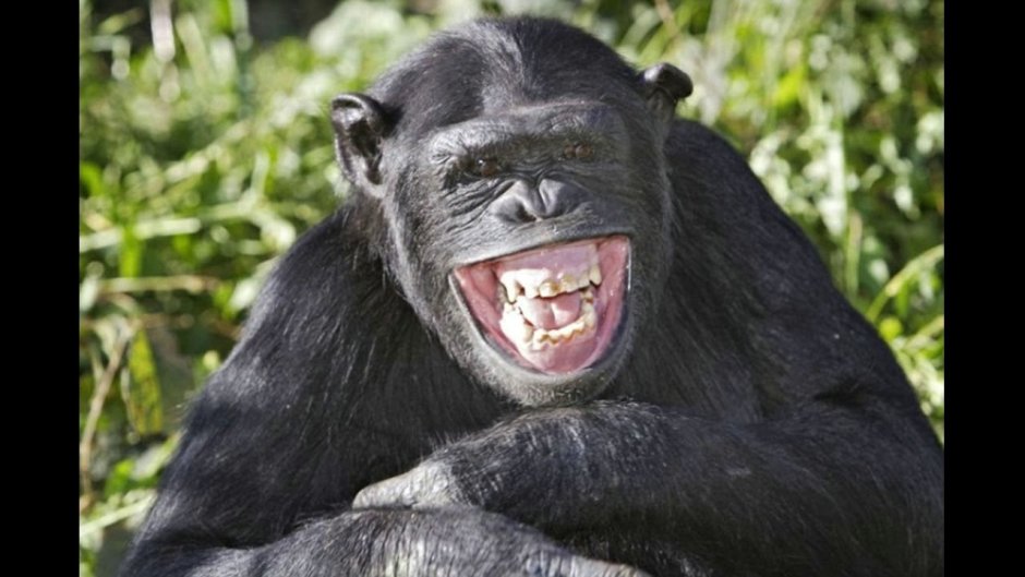 Улыбки животных смешные