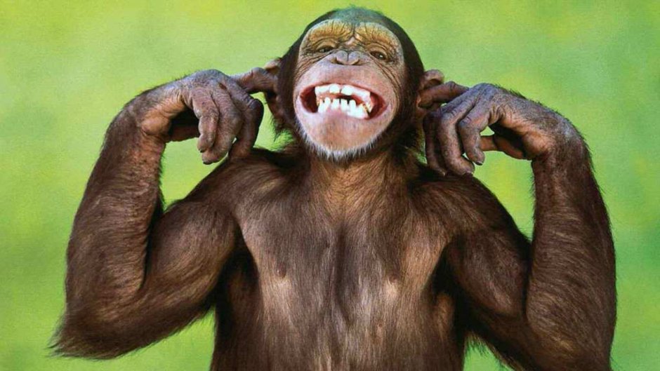 Обезьяна пашет