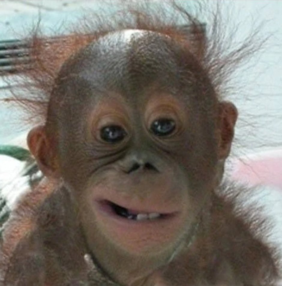 Обезьянка с хохолком