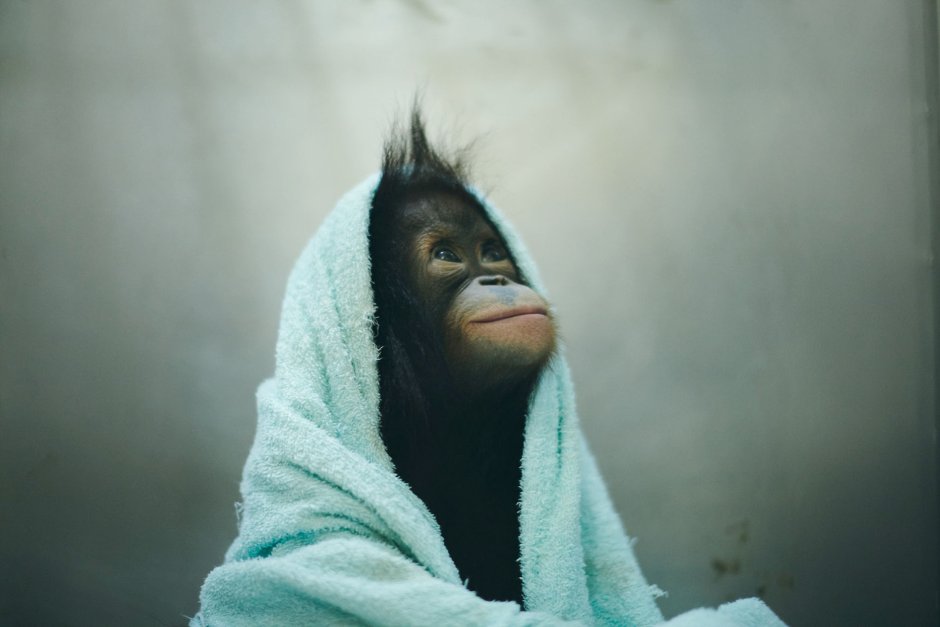 Некрасивая обезьяна