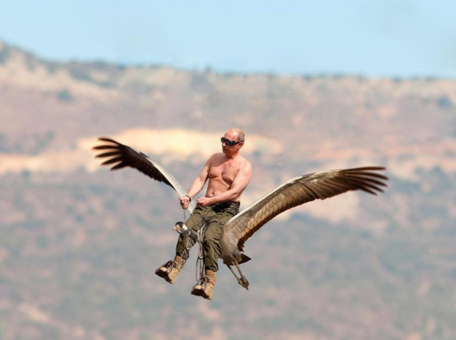 Ястреб вдалеке