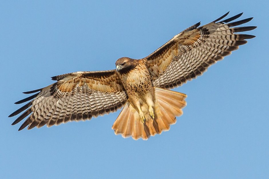 Red tailed Hawk птица