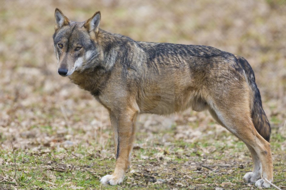 Волк Италия