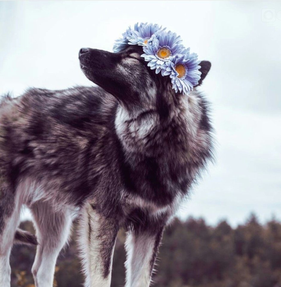 Морда волка