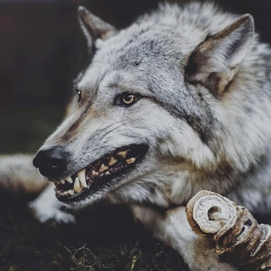 Волк воет профиль