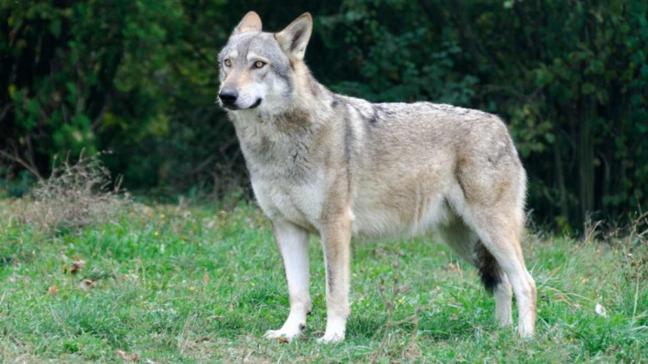 Волк Италия