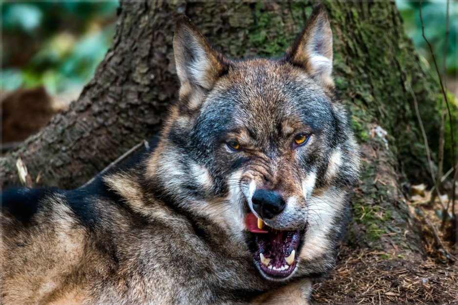 Волк скалистых гор