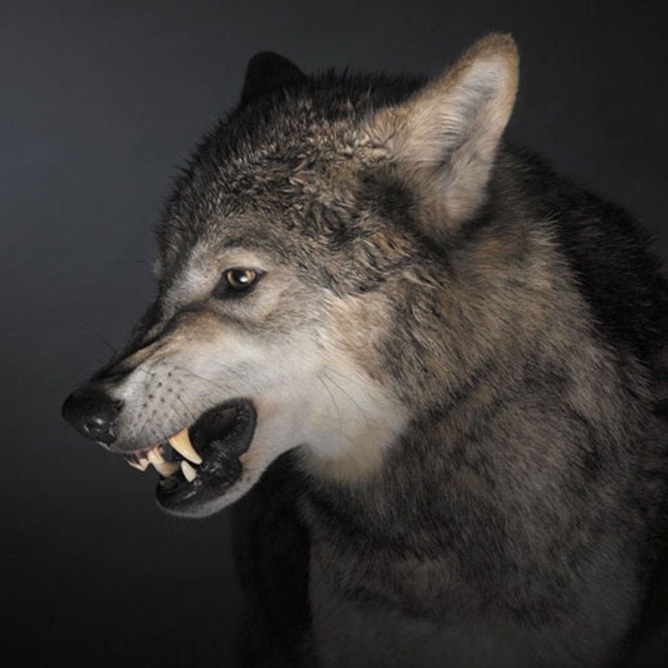 Лупо итальяно