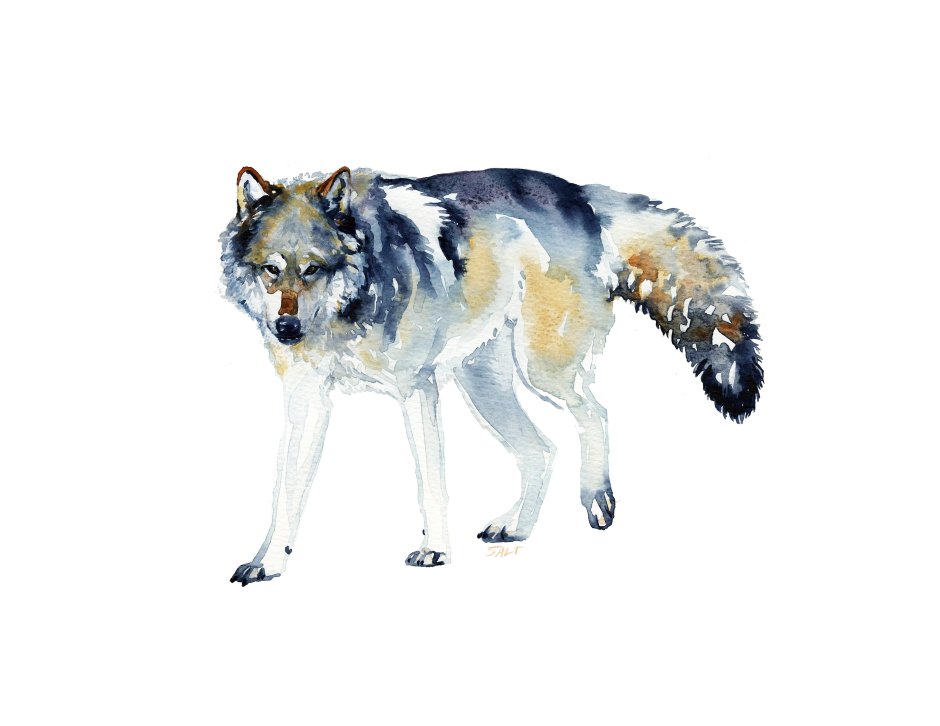 Волк в мультяшном стиле