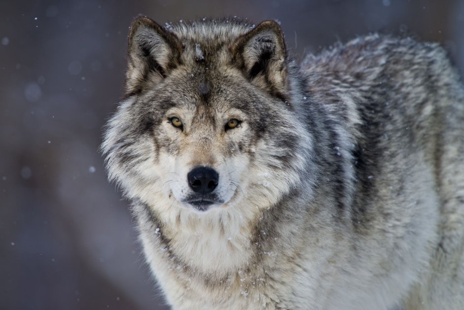 Иллюстратор Дженна Бартон