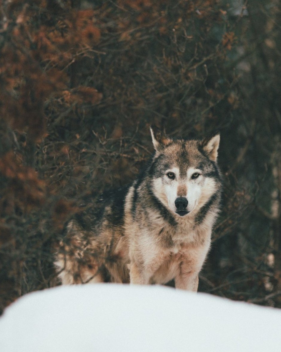 Окрасы Волков адопты