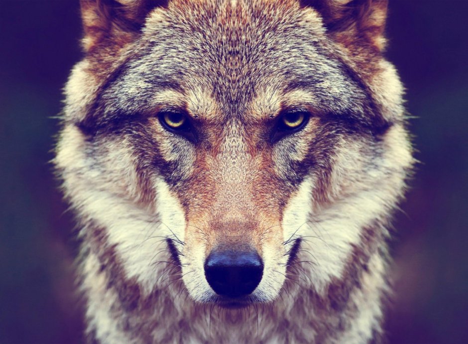 Волк портрет