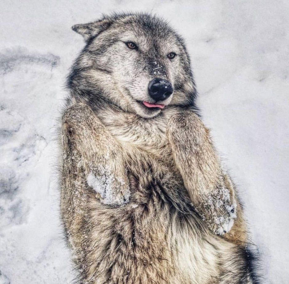 Скульптура Волчонок