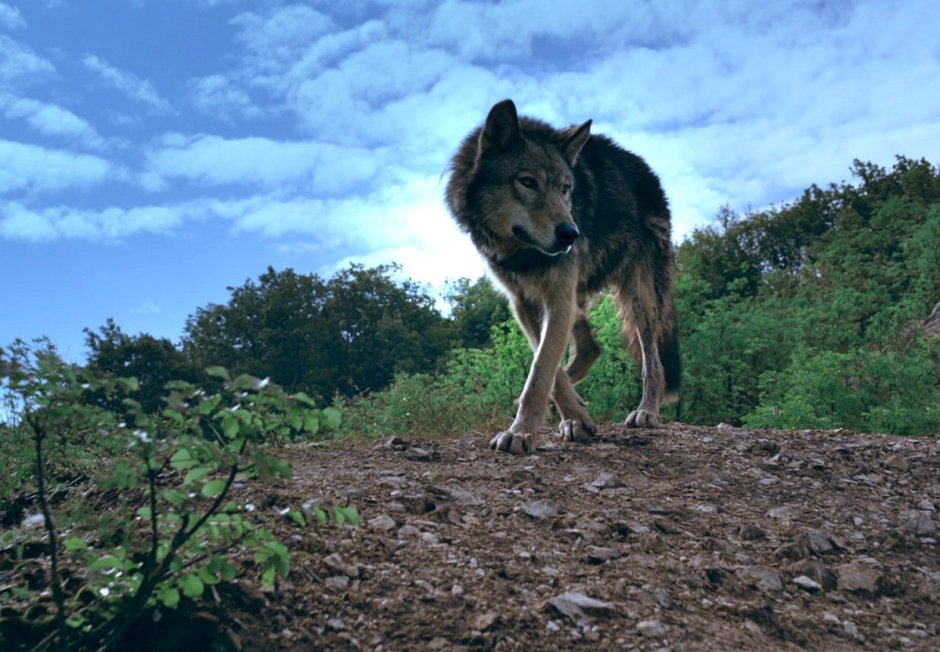 Волк canis Lupus