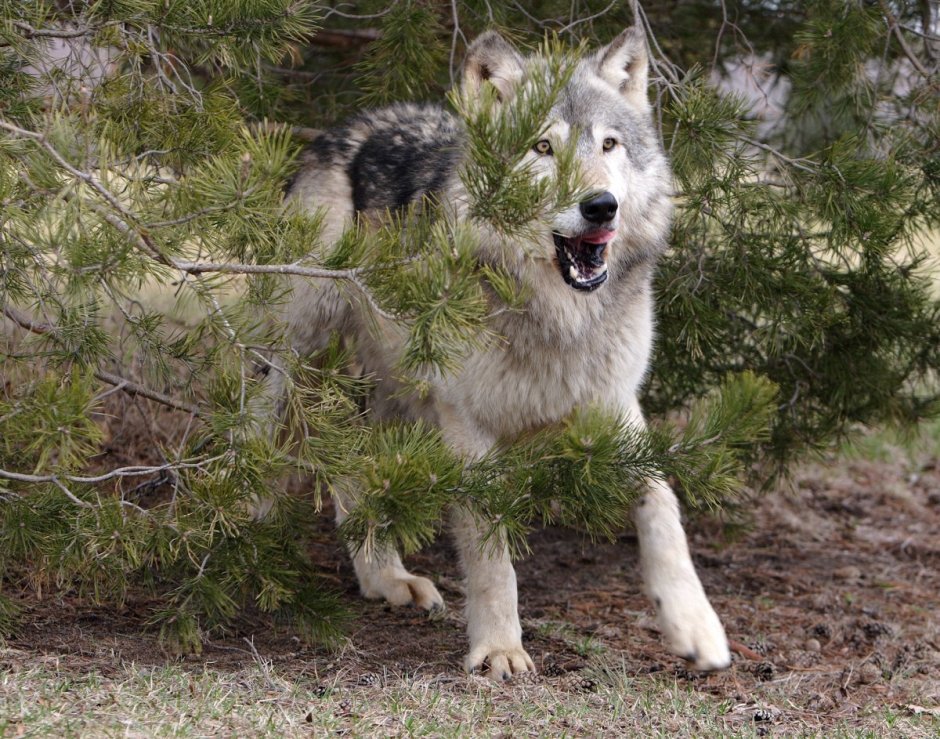 Чехословацкая Волчья собака
