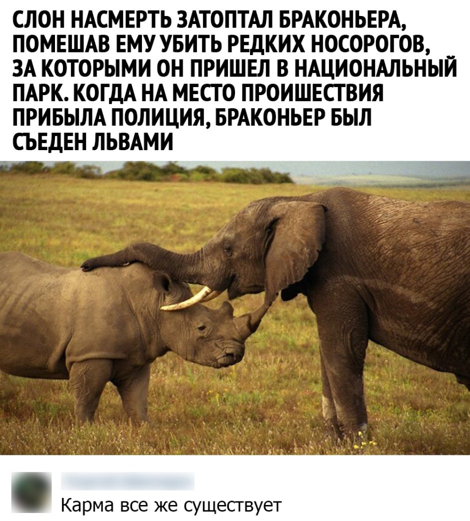 Слон и носорог фото