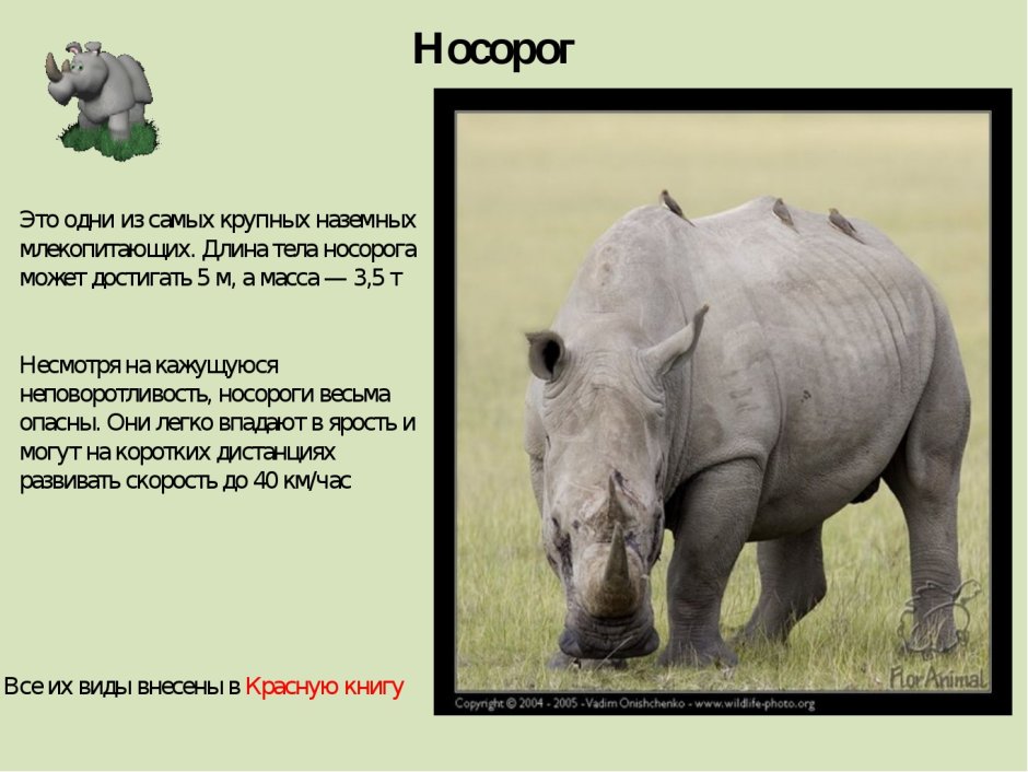 Носорог парк Крюгера ЮАР