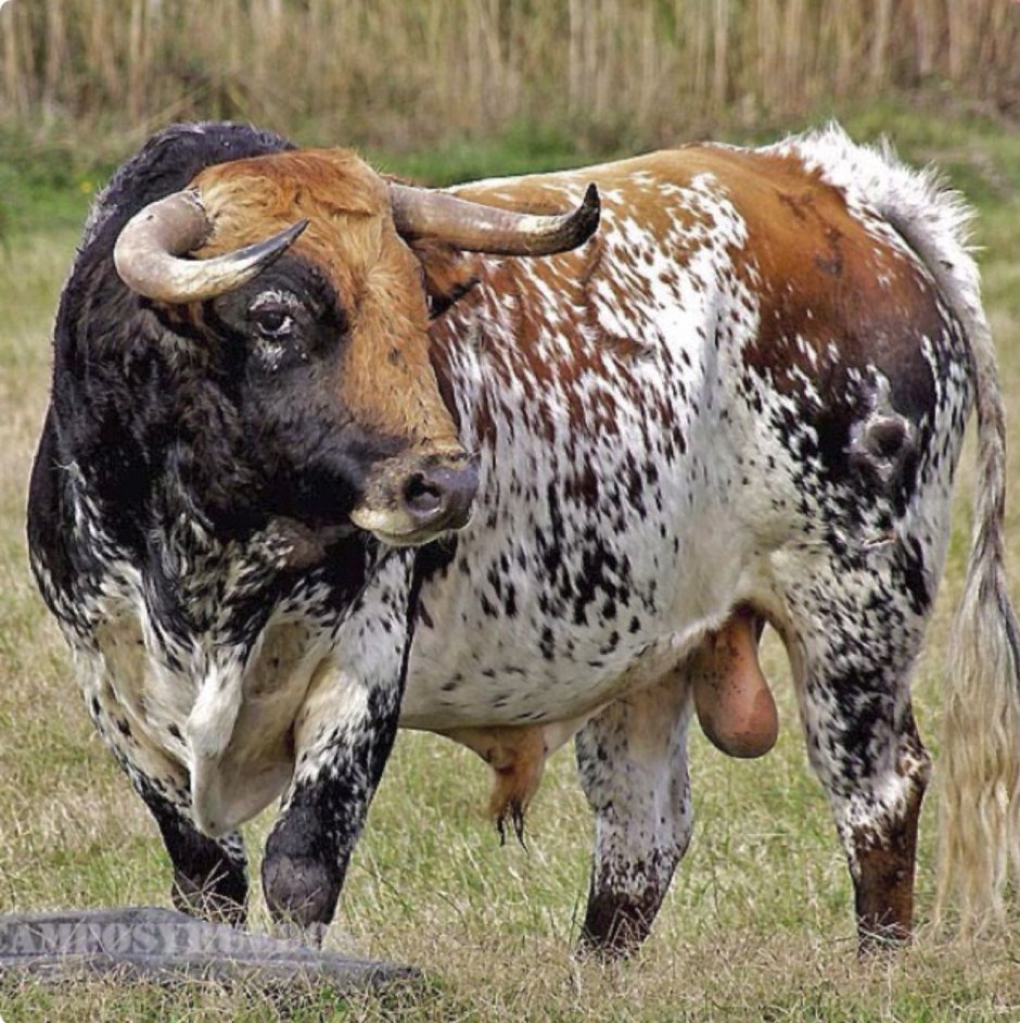 Бык и корова