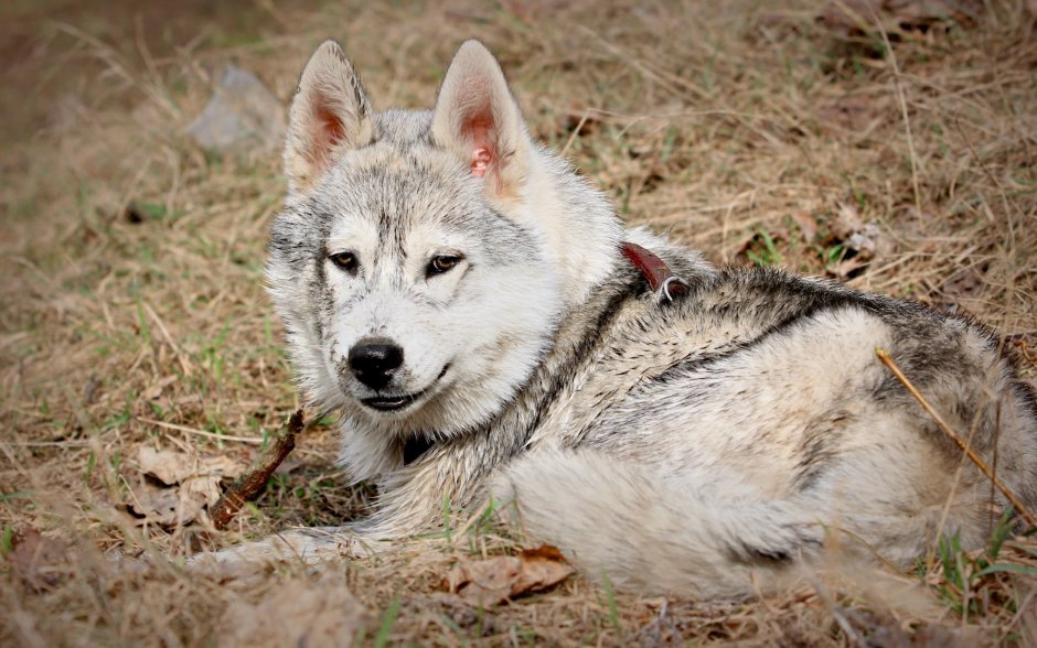 Луговой волк canis Latrans