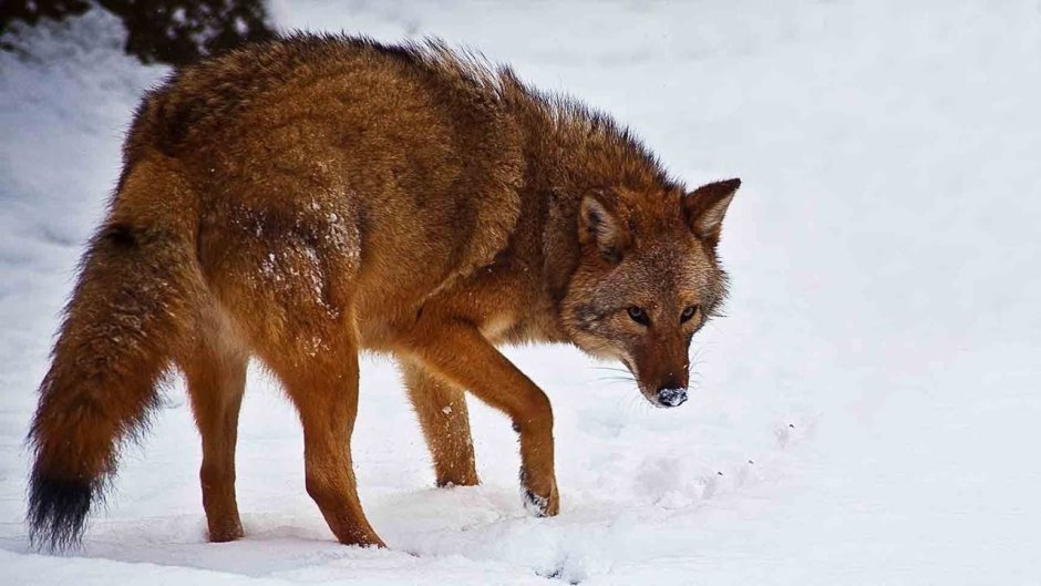 Луговой волк canis Latrans