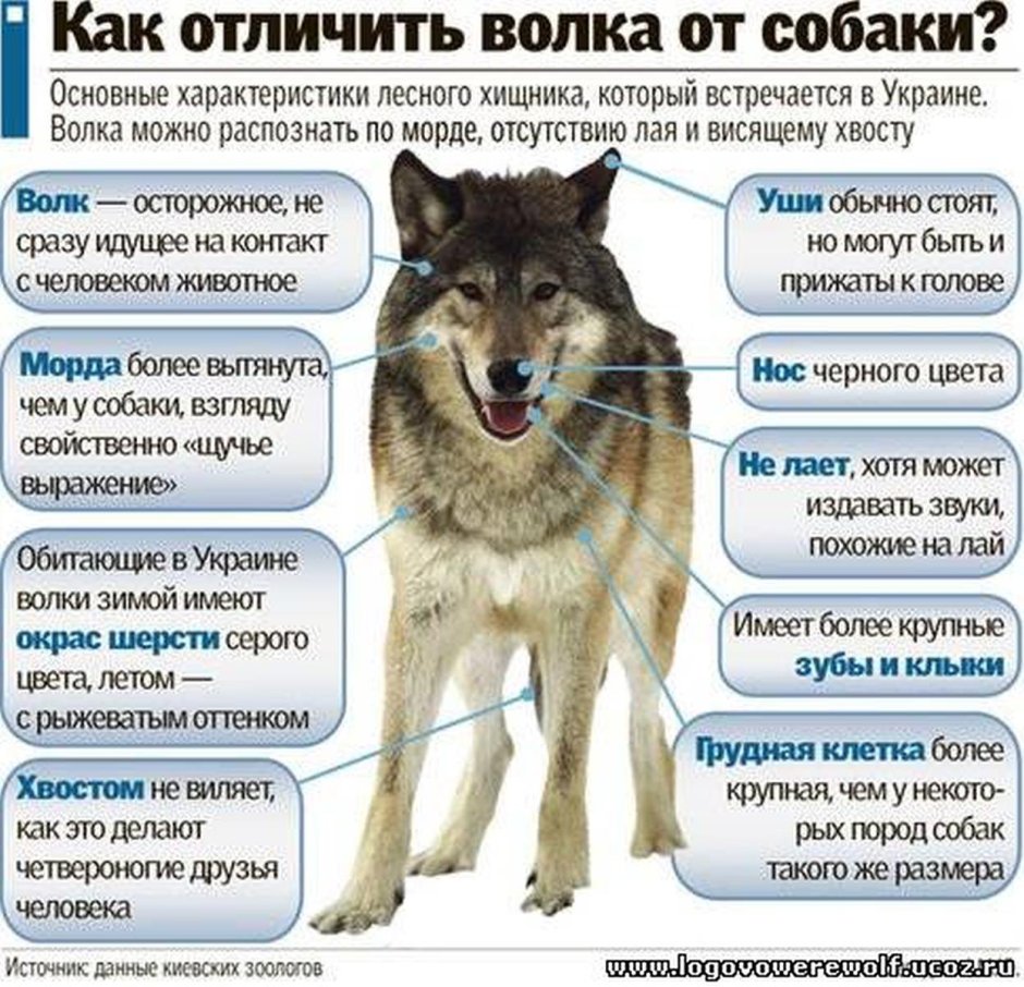 Толстый волк