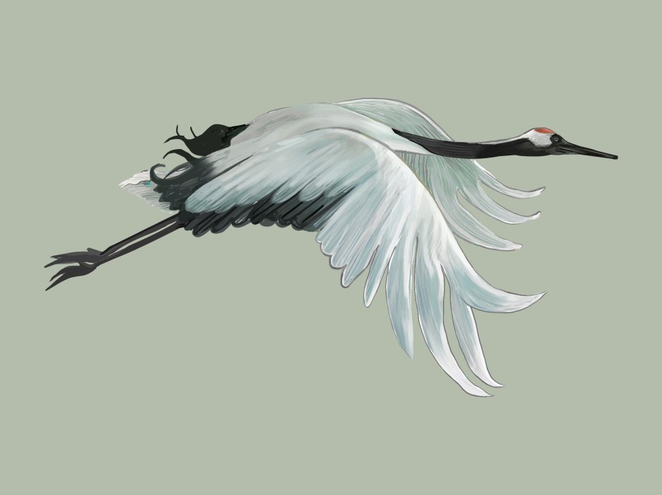 Журавль рисунок