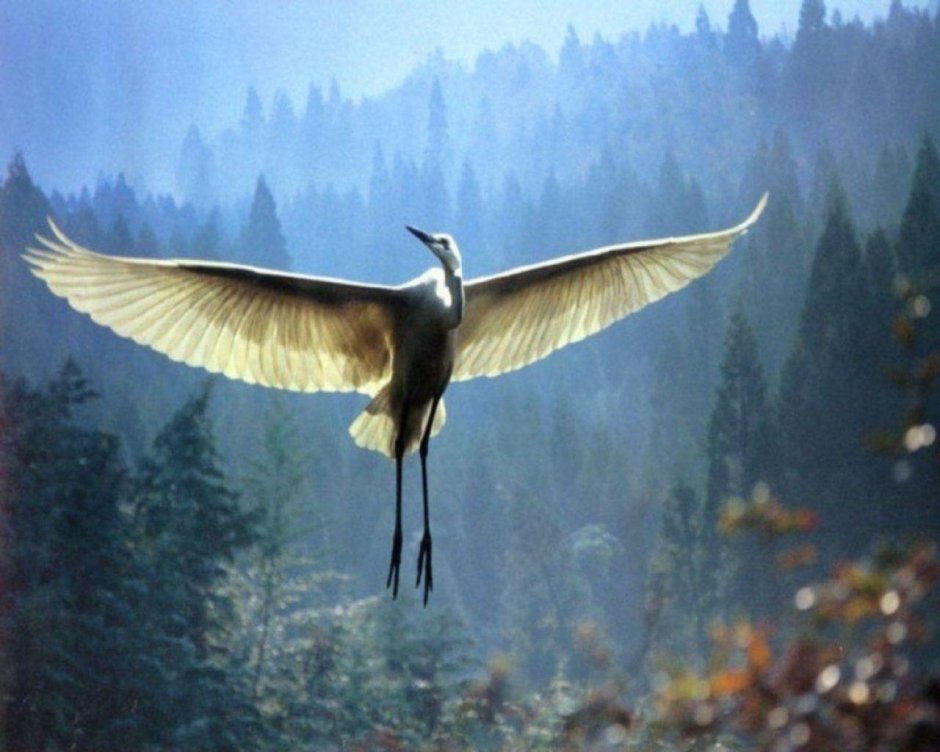 Журавлиное вече