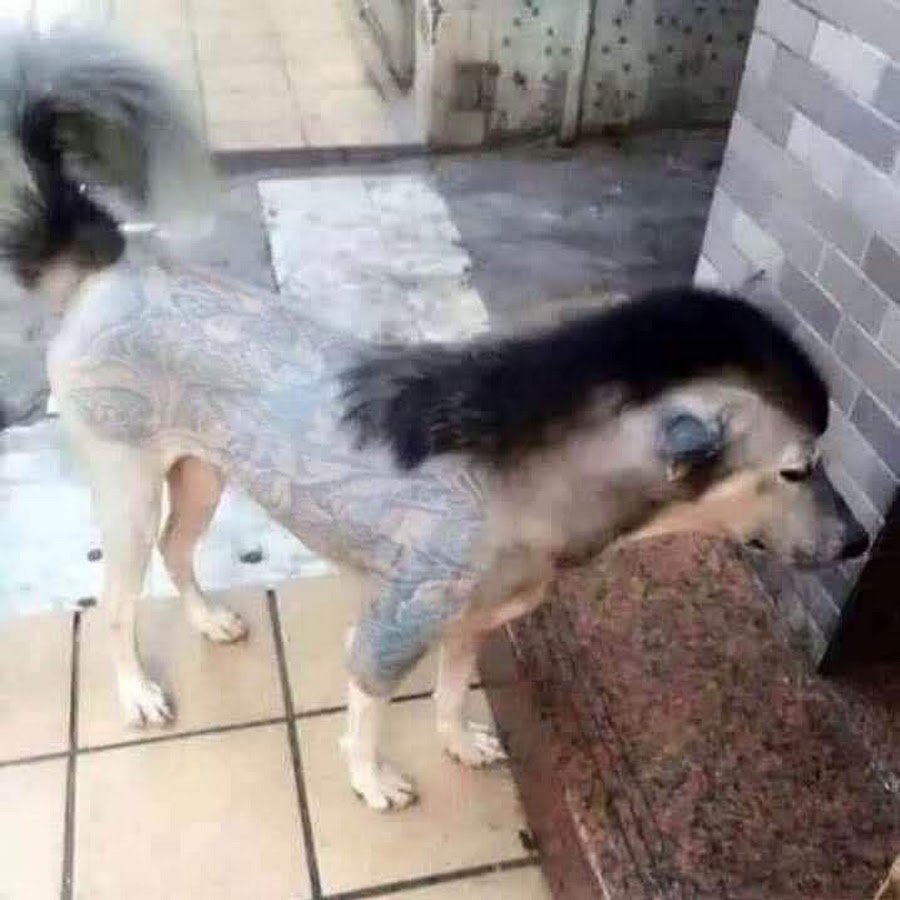 Опасные собаки овчарка