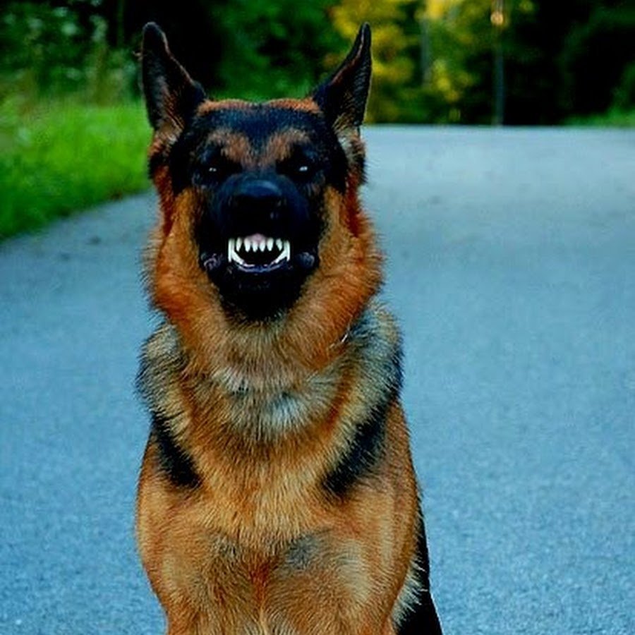 Собаки нюхают под хвостом