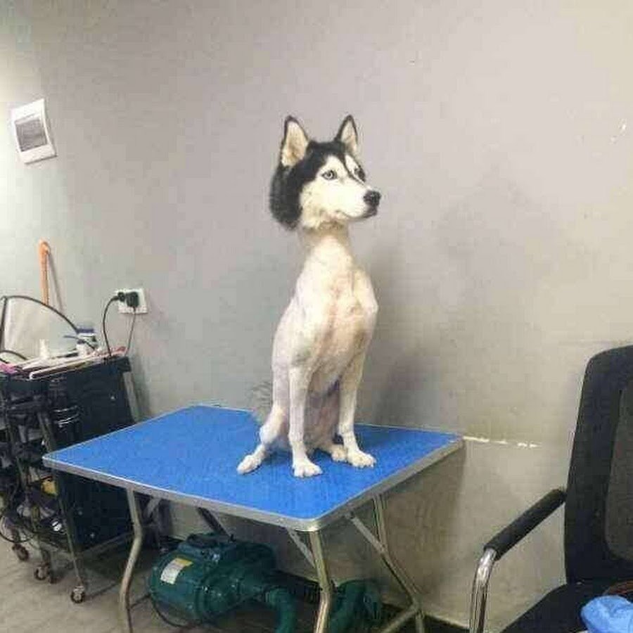 Собака немецкая овчарка короткошерстная