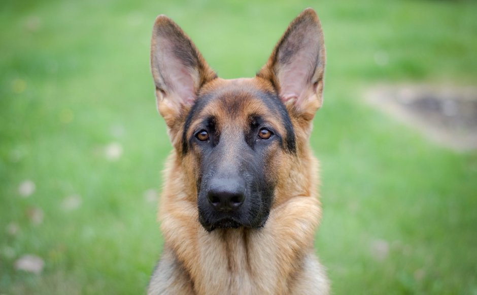 Вальтер для немецких овчарок