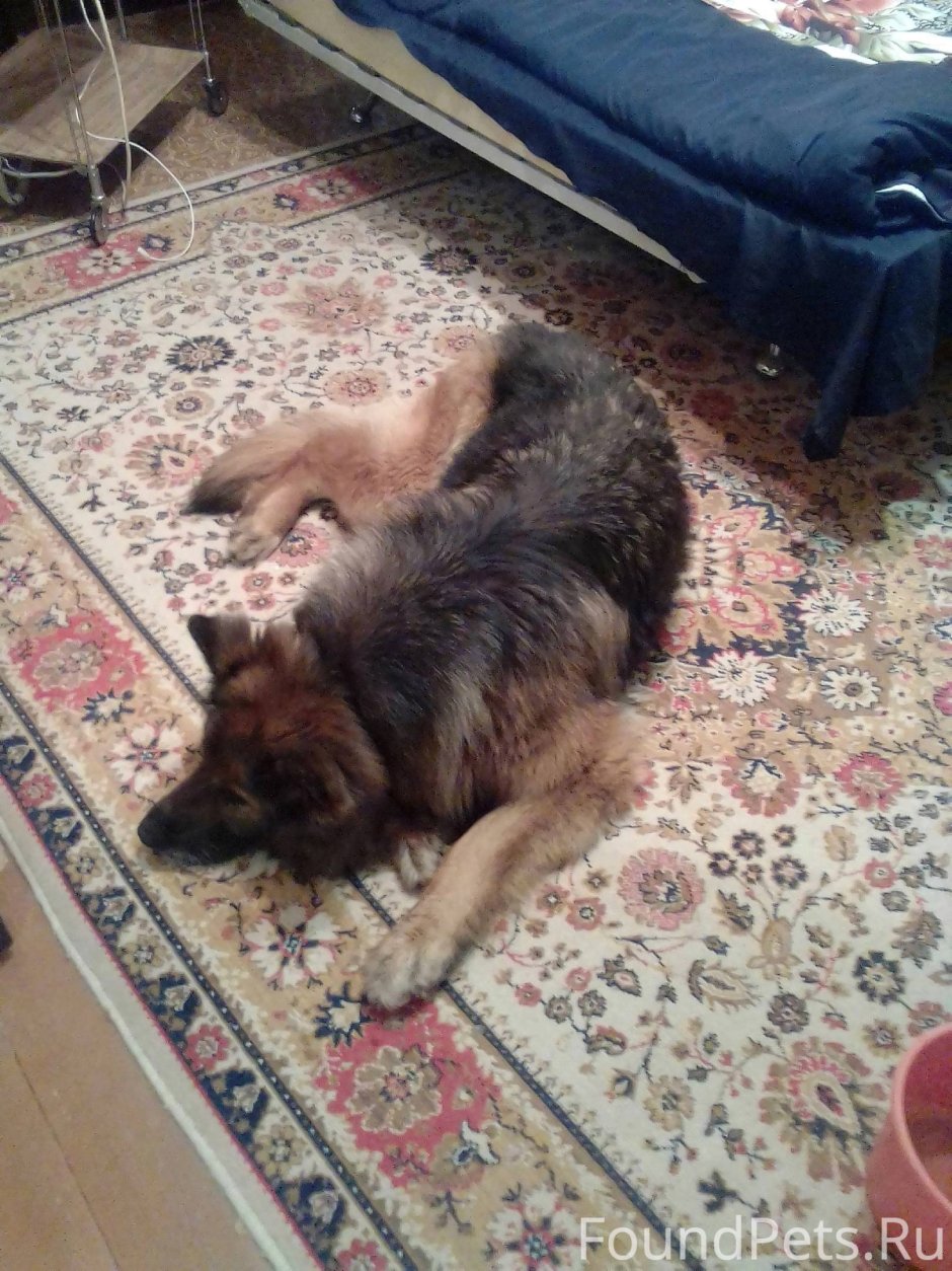 Неудачные стрижки собак