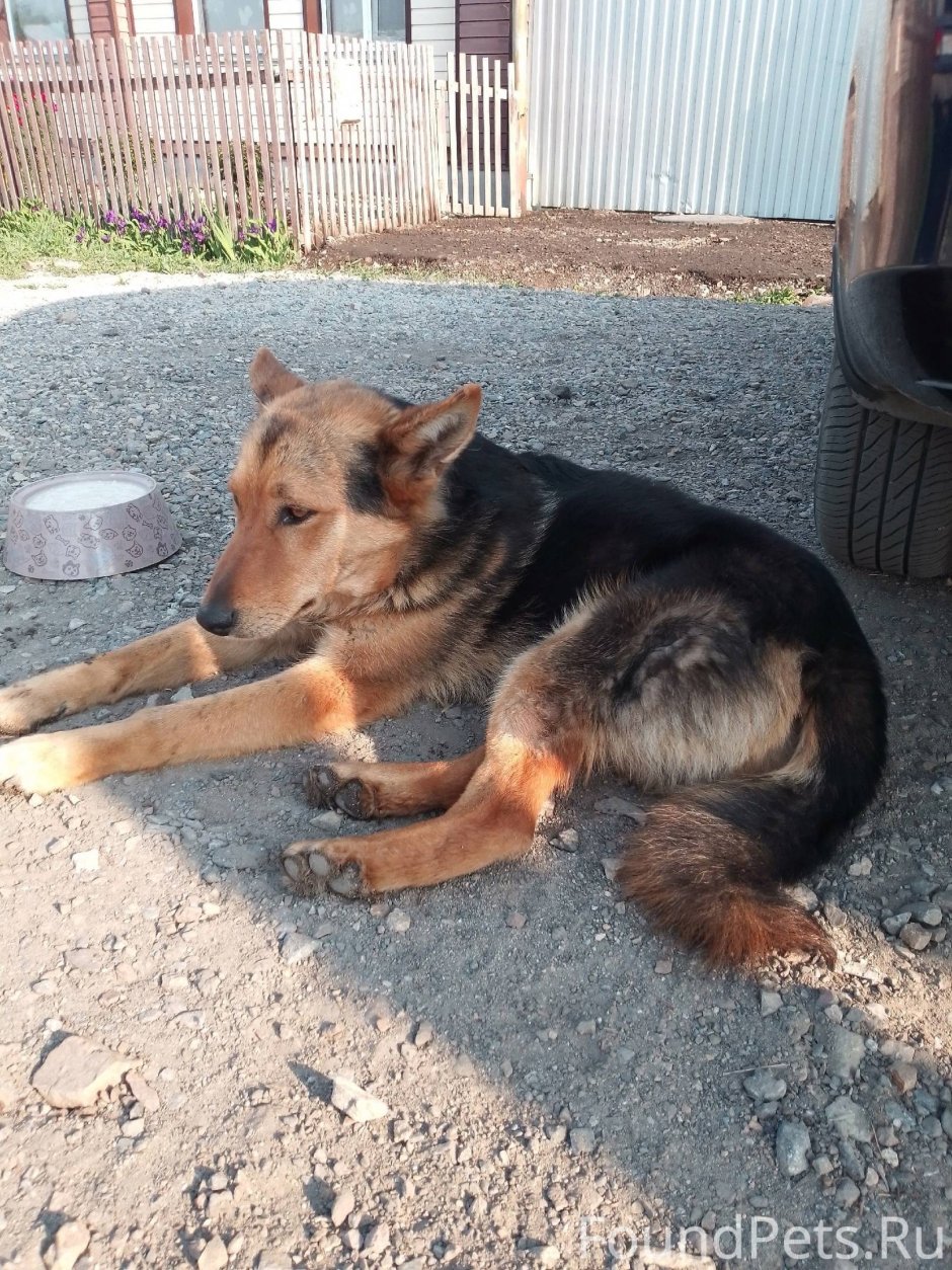 Бритая овчарка