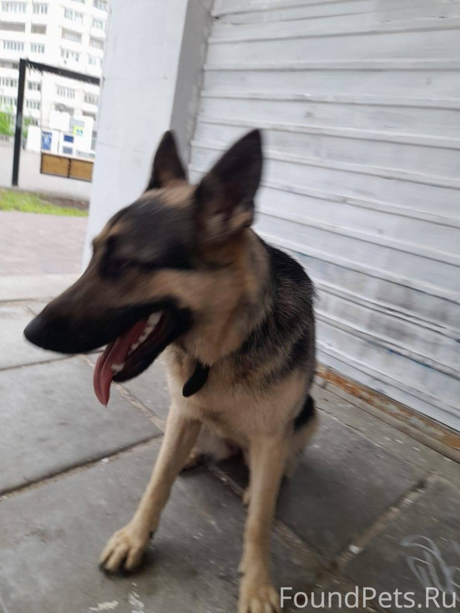 Бритые овчарки