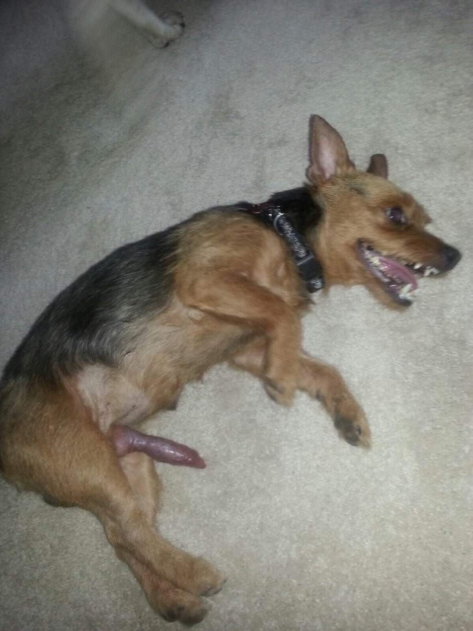 Бритая собака