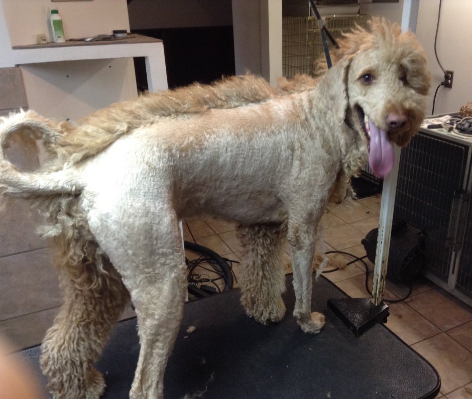 Южнорусская овчарка стриженная