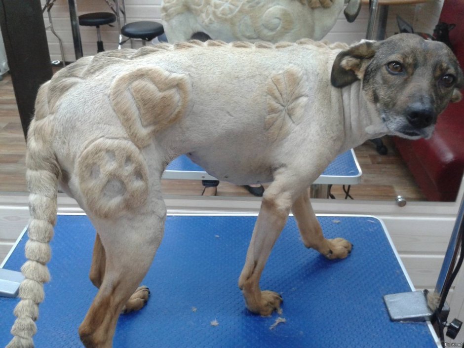 Овчарка боится