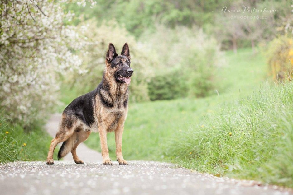 Лапы немецкой овчарки