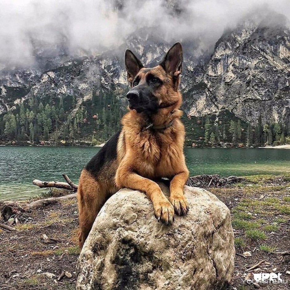 Стрижка овчарки