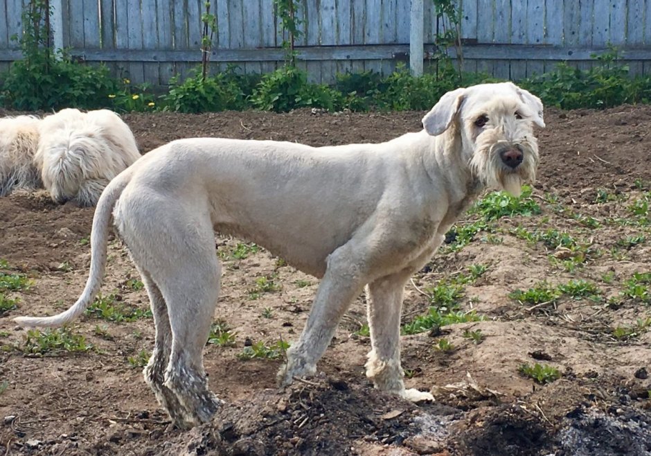 Сериал пес Никита Панфилов и Граф