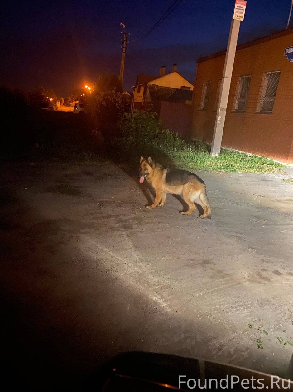 Афганская борзая