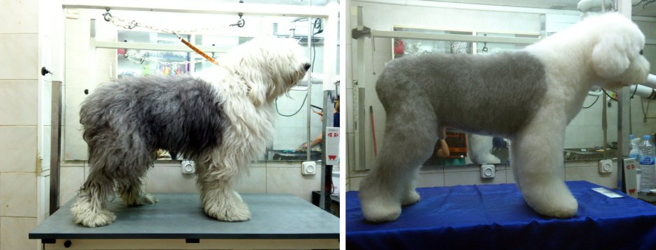 Жирная овчарка