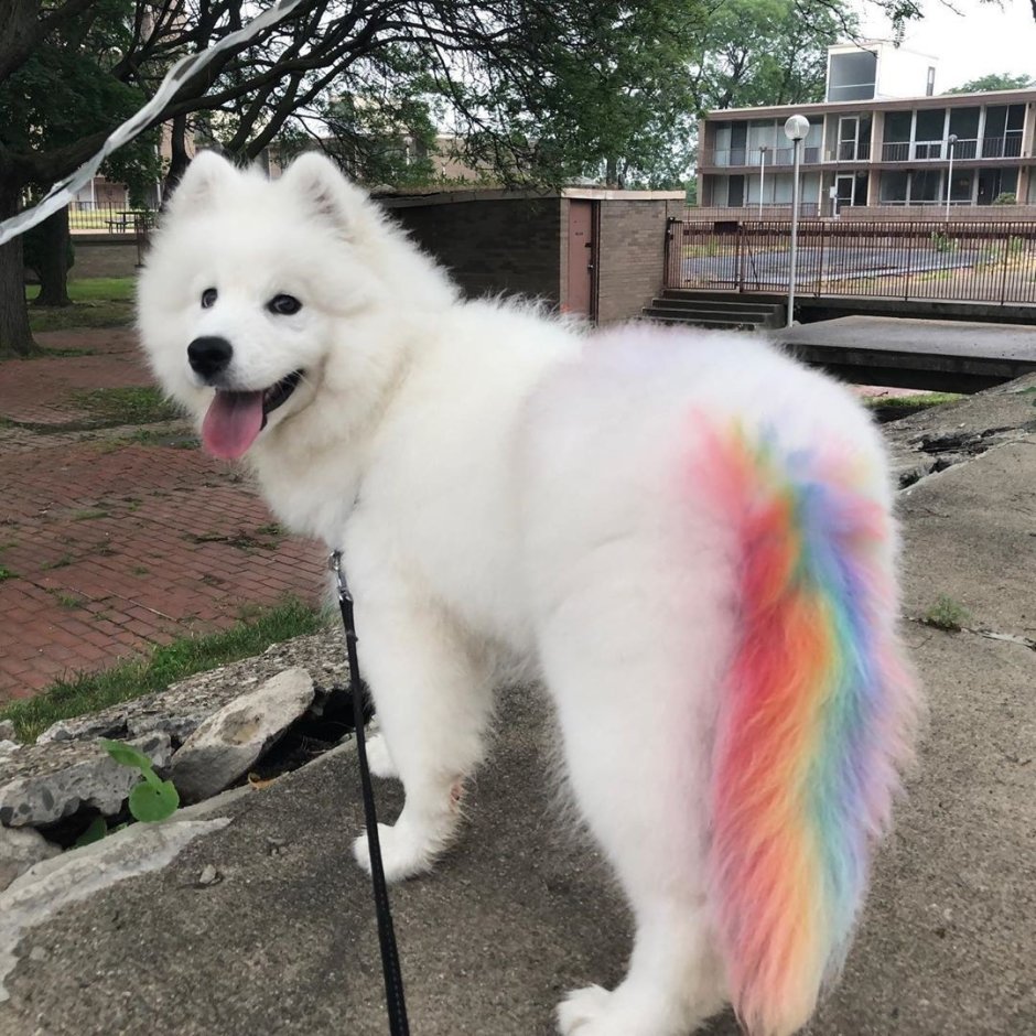 Немецкая овчарка Эстетика