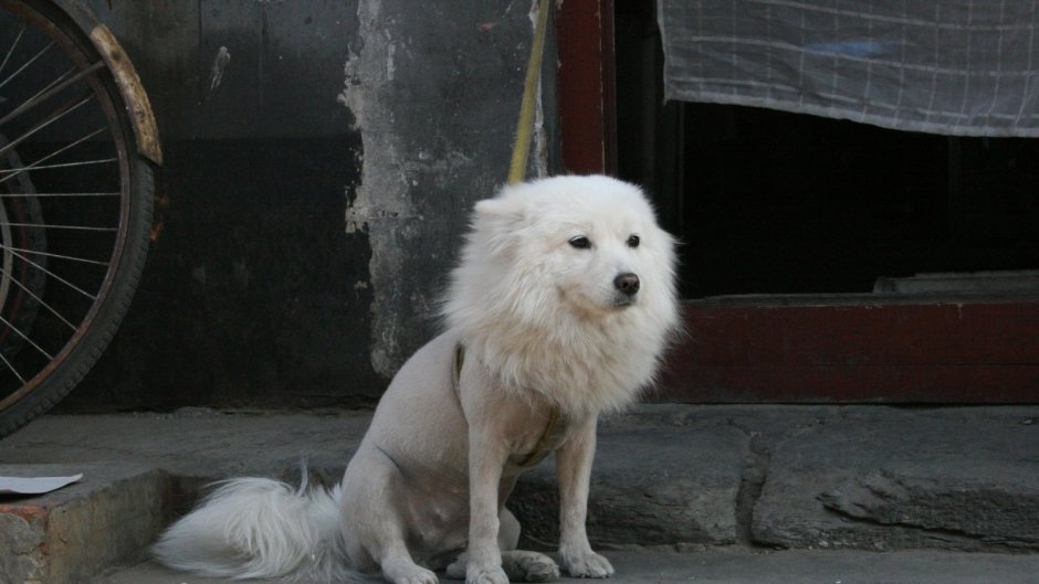 Лысая Самоедская лайка