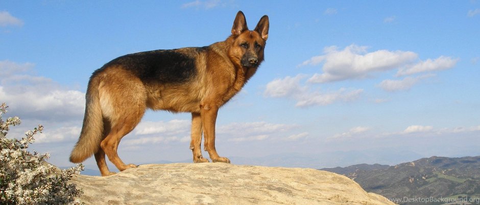 Немецкая овчарка РОЛЬФ