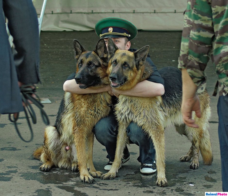 Собака в чулках