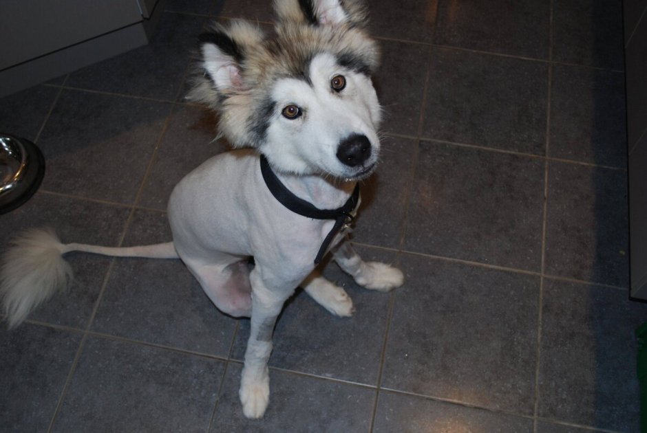 Стриженный хаски