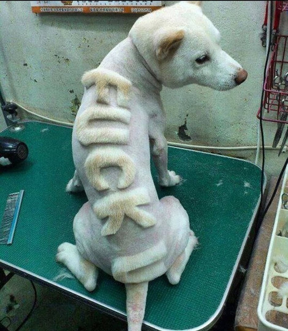 Pitbull певец мемы