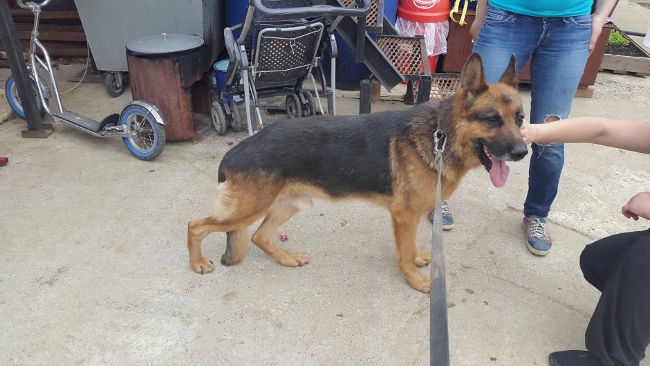 Ирина овчарка толстый