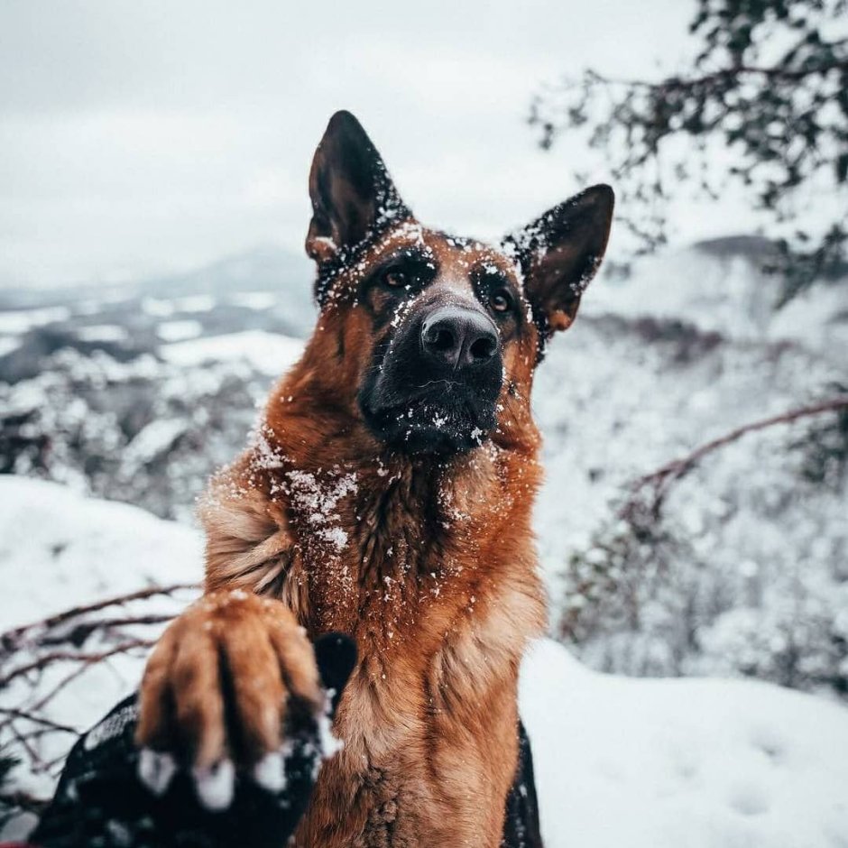 Побритая собака